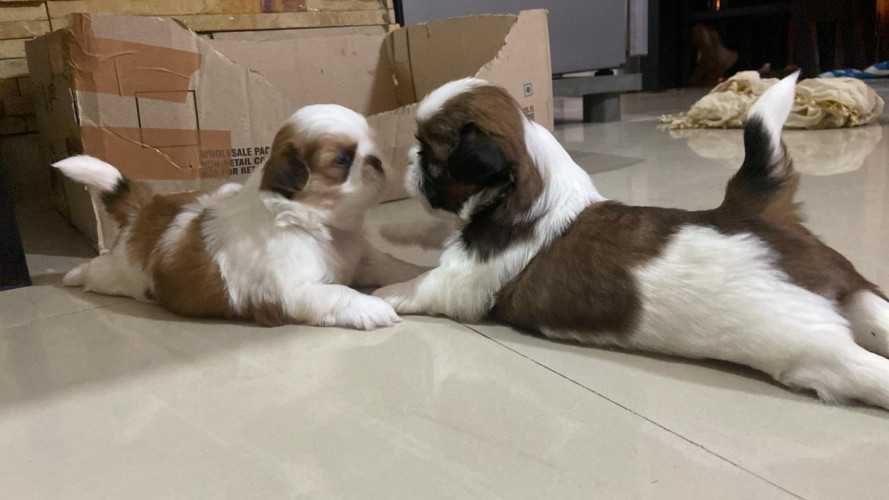 Male and Female Shihtzu puppies for sale